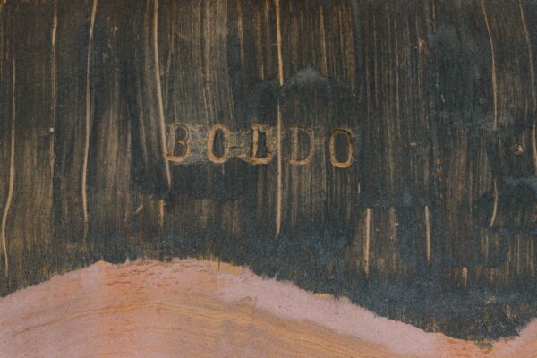 Boldo - Image 2