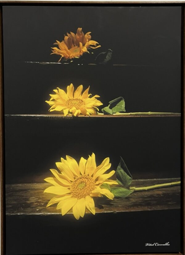 Floresça como girassol